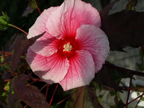 Ketmia bagienna (Hibiscus moscheutos) 